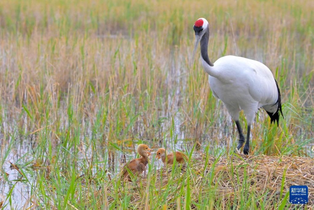 扎龙国家级自然保护区人工散养丹顶鹤“添丁进口”