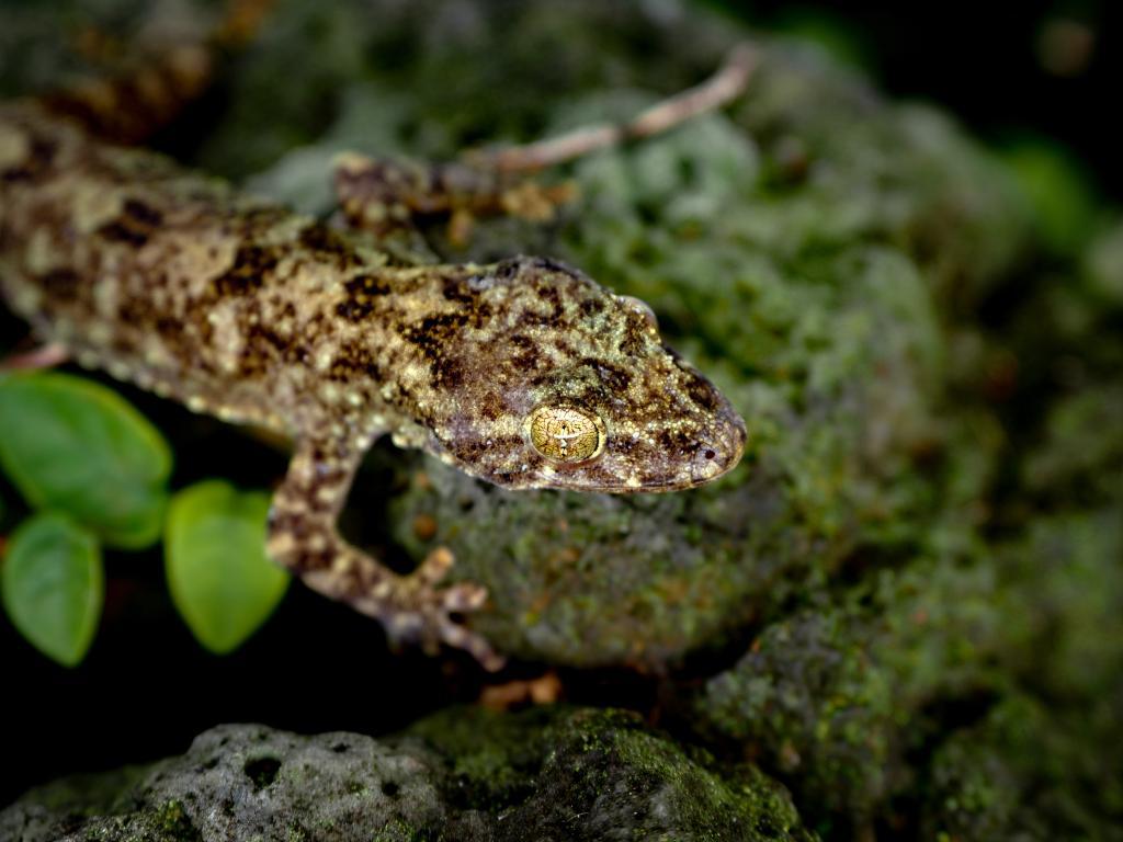 时隔百余年 海南发现壁虎属新物种