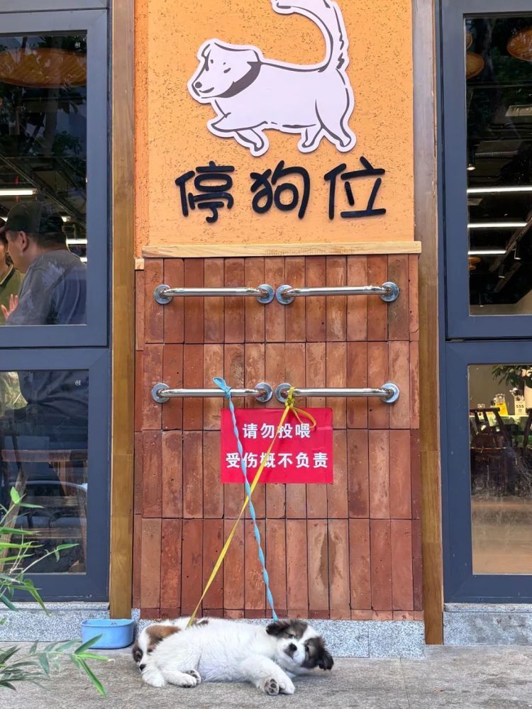 “先停狗再干饭!”武汉多个商铺现“停狗位”,商家称为吸引宠主,但有宠主表示担心 “先停狗再干饭!”武汉多个商铺现“停狗位”,商家称为吸引宠主,但有宠主表示担心