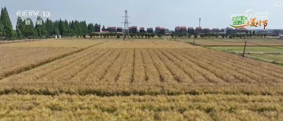 “智慧种地”提质增效助力夏粮丰产丰收 科技赋能绘就现代农业新图景