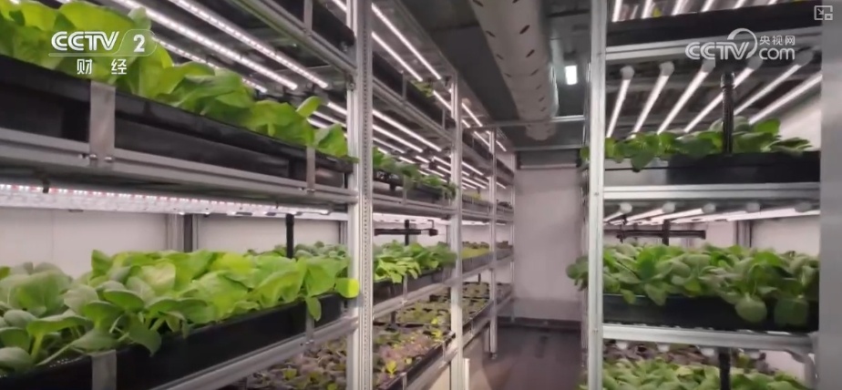 一网“管”全船、海上智慧“菜篮子”……解锁汽车运输船“国家队”新成员亮点 一网“管”全船、海上智慧“菜篮子”……解锁汽车运输船“国家队”新成员亮点