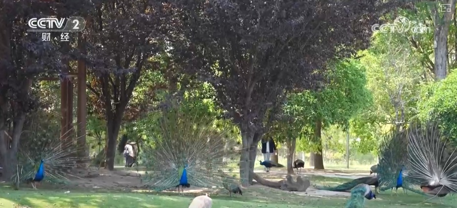 “动物园+”延长产业链撬动消费新活力 花式揽客、限定美景“破圈”圈粉