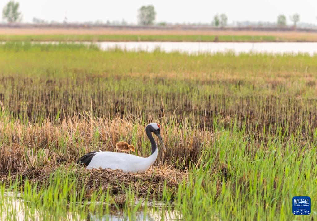 扎龙国家级自然保护区人工散养丹顶鹤“添丁进口”