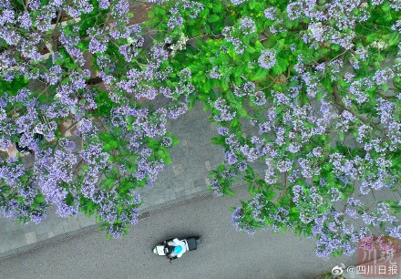 浪漫预警！谁懂成都浪漫紫的含金量