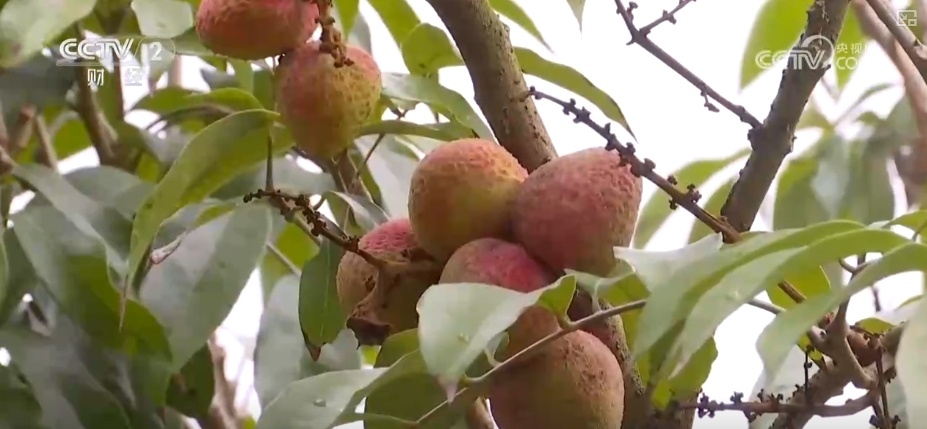 从“枝头鲜”到“全国甜” 特色产业联动文旅消费释放“甜蜜经济”新引擎 从“枝头鲜”到“全国甜” 特色产业联动文旅消费释放“甜蜜经济”新引擎
