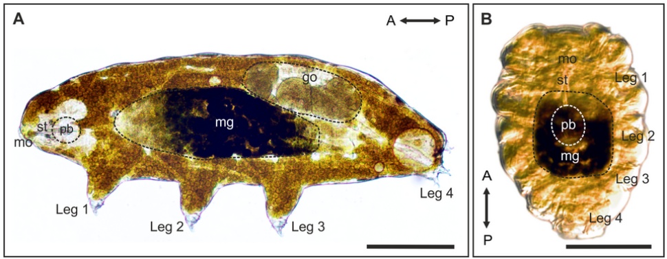 中国科学家给“地表最强”水熊“纹身”，还能操控它“跳舞”