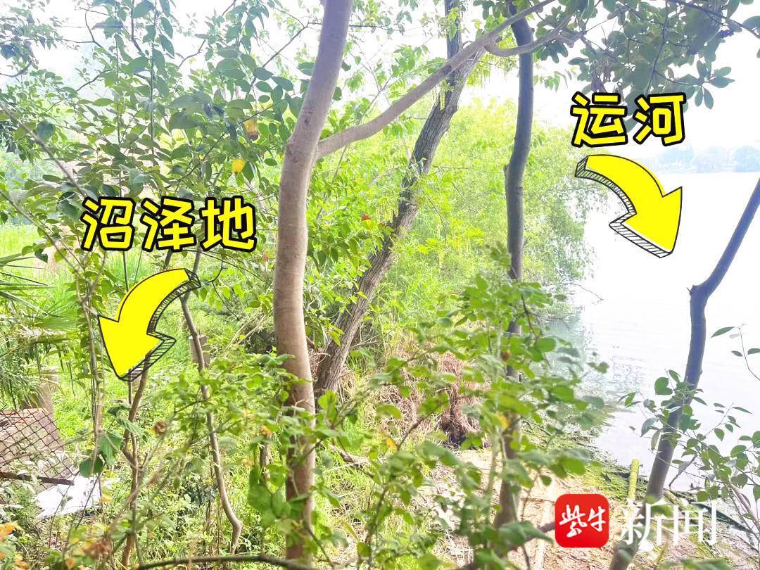 越狱豚踪迹及大致活动范围被锁定，动物园决定智取“豆包”请君入“笼”