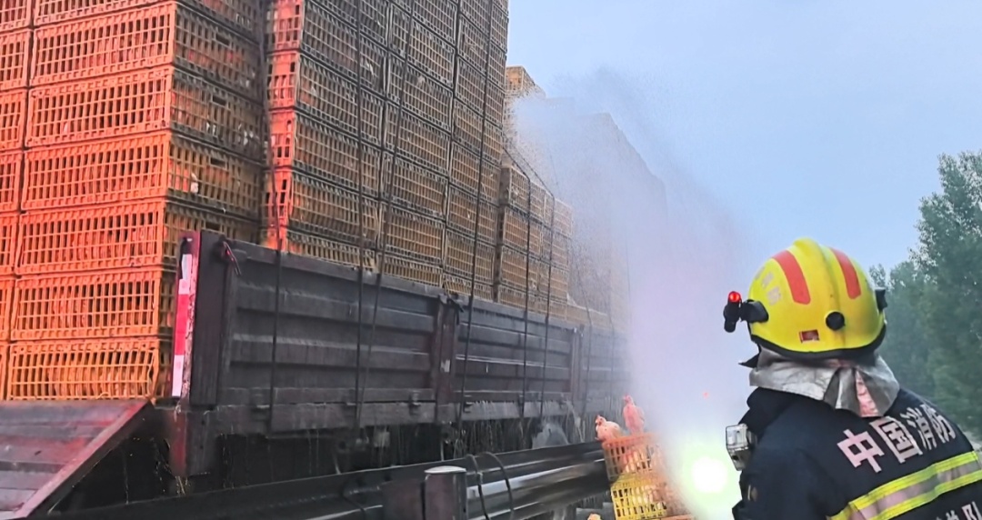 12000只小鸡滞留京沪高速！有些快“热晕”了