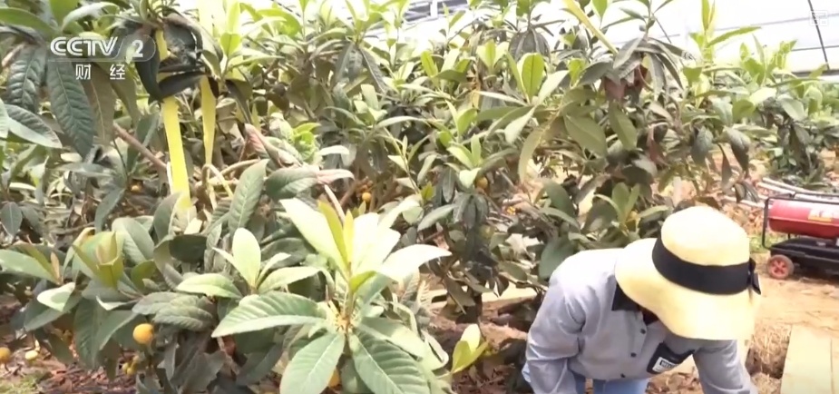 从“枝头鲜”到“全国甜” 特色产业联动文旅消费释放“甜蜜经济”新引擎 从“枝头鲜”到“全国甜” 特色产业联动文旅消费释放“甜蜜经济”新引擎