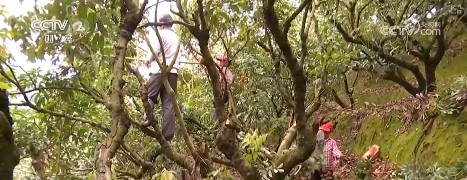 从“枝头鲜”到“全国甜” 特色产业联动文旅消费释放“甜蜜经济”新引擎 从“枝头鲜”到“全国甜” 特色产业联动文旅消费释放“甜蜜经济”新引擎