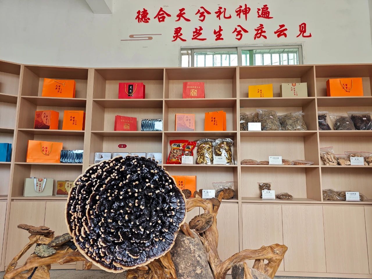 连城姑田:林下“灵芝伞” 撑起乡村振兴梦 连城姑田:林下“灵芝伞” 撑起乡村振兴梦