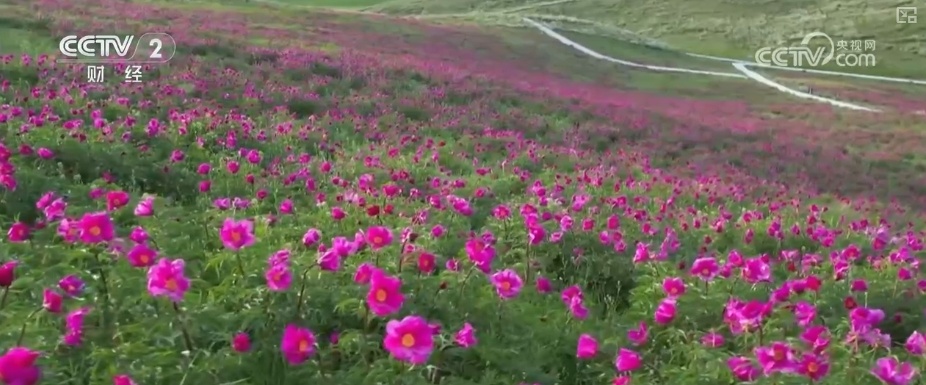 繁花美景引客来 “自然风光+红色文化”成文旅融合发展闪亮名片