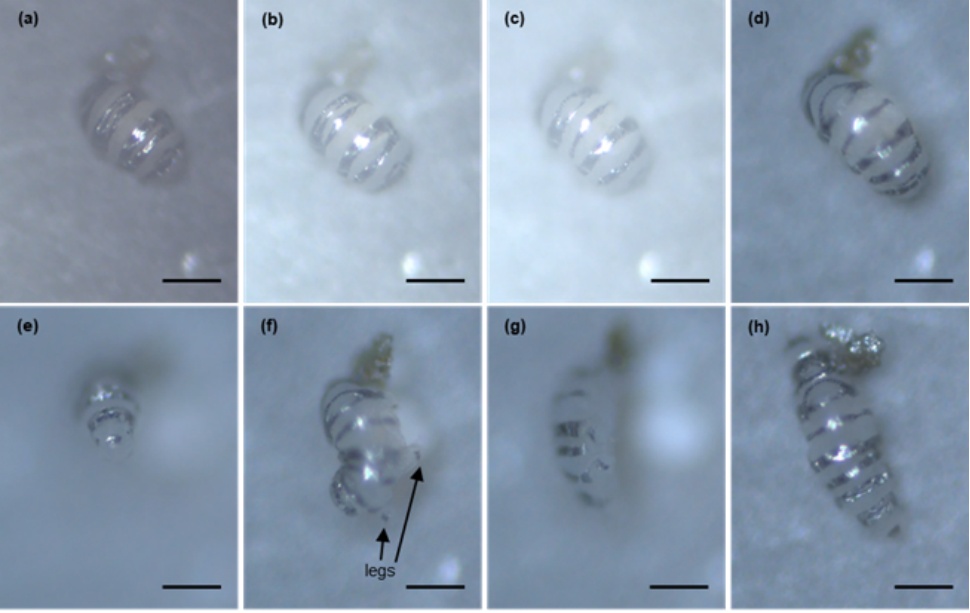 中国科学家给“地表最强”水熊“纹身”，还能操控它“跳舞”