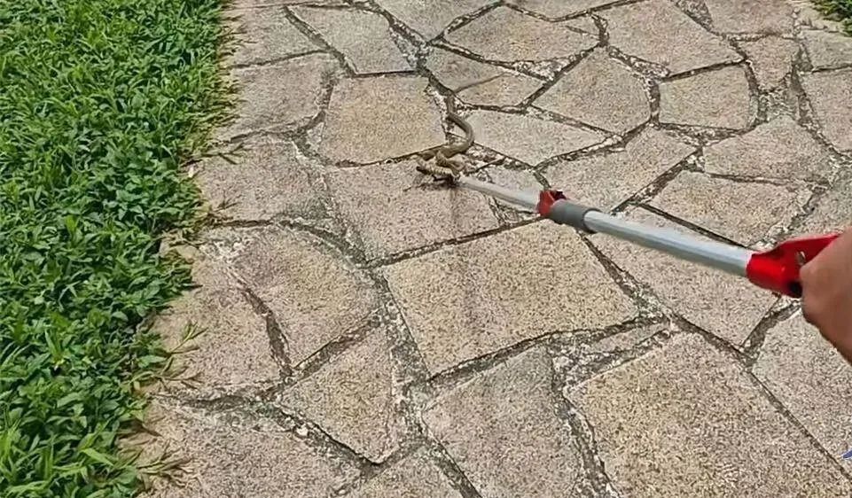 2米大蛇钻进电动车!近期多地频现,上海这些地方也曾出现! 2米大蛇钻进电动车!近期多地频现,上海这些地方也曾出现!