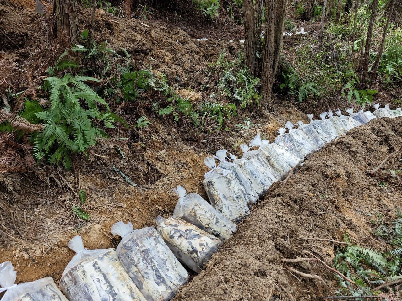 连城姑田:林下“灵芝伞” 撑起乡村振兴梦 连城姑田:林下“灵芝伞” 撑起乡村振兴梦