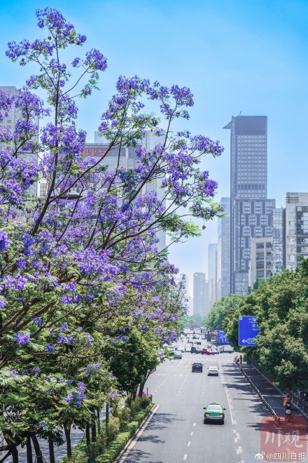 浪漫预警！谁懂成都浪漫紫的含金量