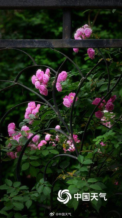 北京街头月季蔷薇映日开