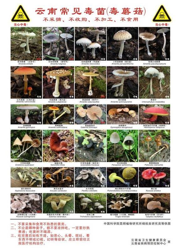 路边的野“菇”不要采 当心中毒!常见毒菌一图辨别 路边的野“菇”不要采 当心中毒!常见毒菌一图辨别