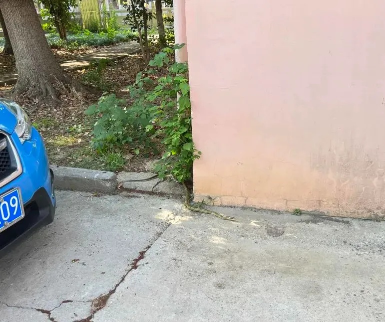 2米大蛇钻进电动车！近期频频出没，上海多个公园也曾出现，种类还不少……