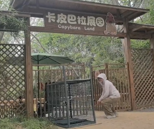 扬州动物园追加奖励,抓捕出逃卡皮巴拉方式优化:以“霸总”和“躲躲”为诱饵 扬州动物园追加奖励,抓捕出逃卡皮巴拉方式优化:以“霸总”和“躲躲”为诱饵
