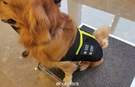 成都IFS工作犬被质疑抑郁 训导员：没有，会继续“上岗”