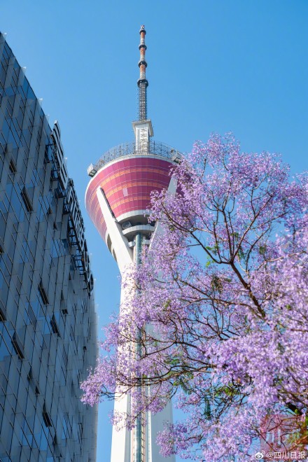 浪漫预警！谁懂成都浪漫紫的含金量