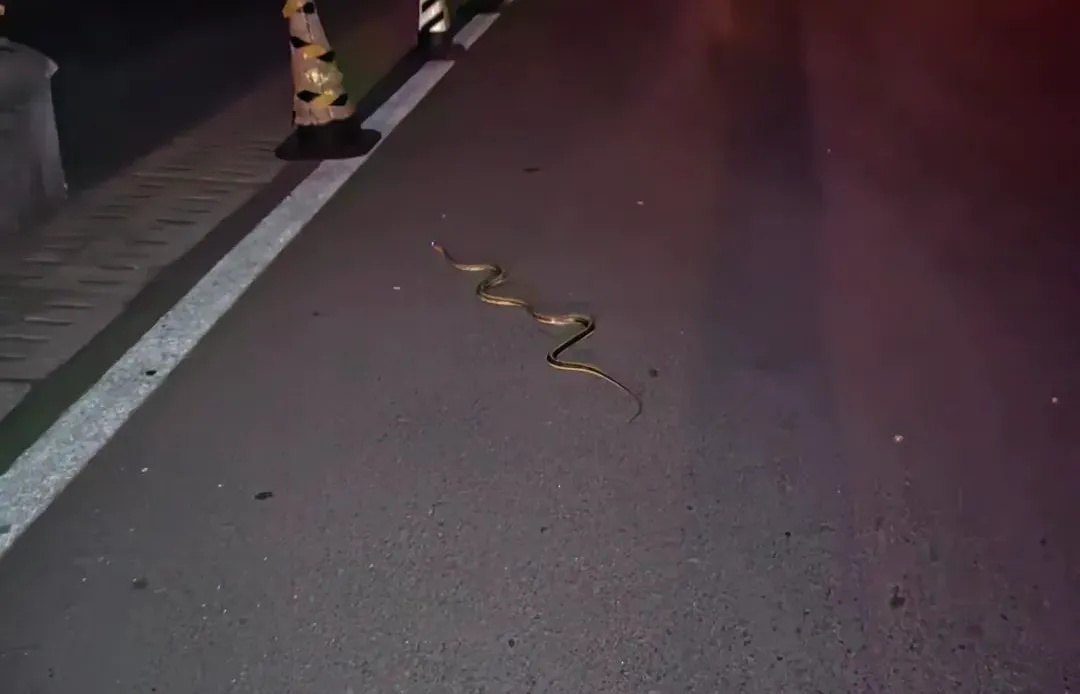 2米大蛇钻进电动车！近期频频出没，上海多个公园也曾出现，种类还不少……