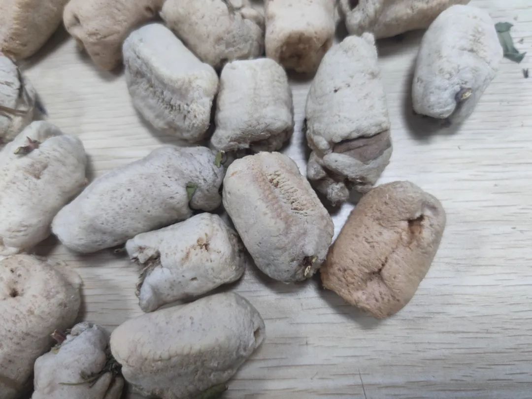 近百个外来螳螂卵鞘被查获！竟申报为“T恤”