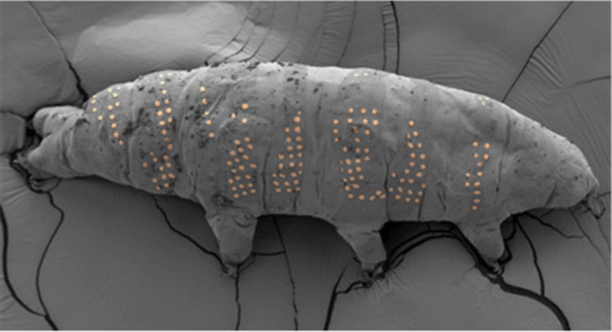 中国科学家给“地表最强”水熊“纹身”，还能操控它“跳舞”
