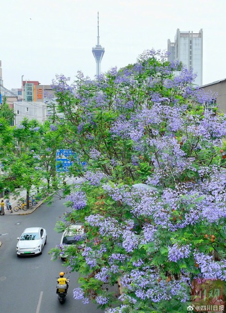 浪漫预警！谁懂成都浪漫紫的含金量
