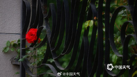 北京街头月季蔷薇映日开