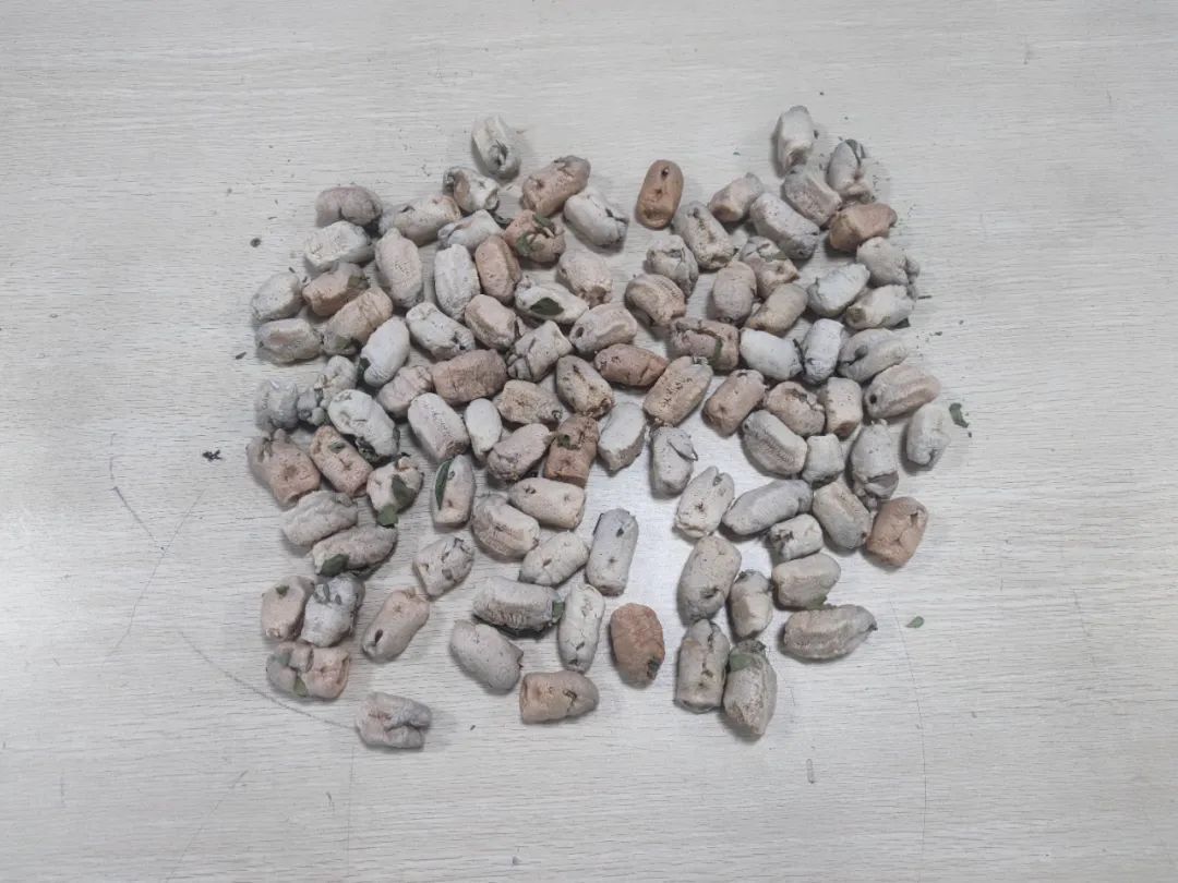 近百个外来螳螂卵鞘被查获！竟申报为“T恤”