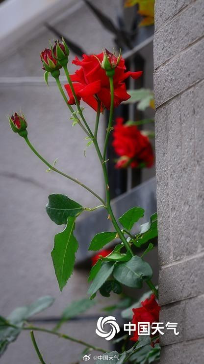 北京街头月季蔷薇映日开