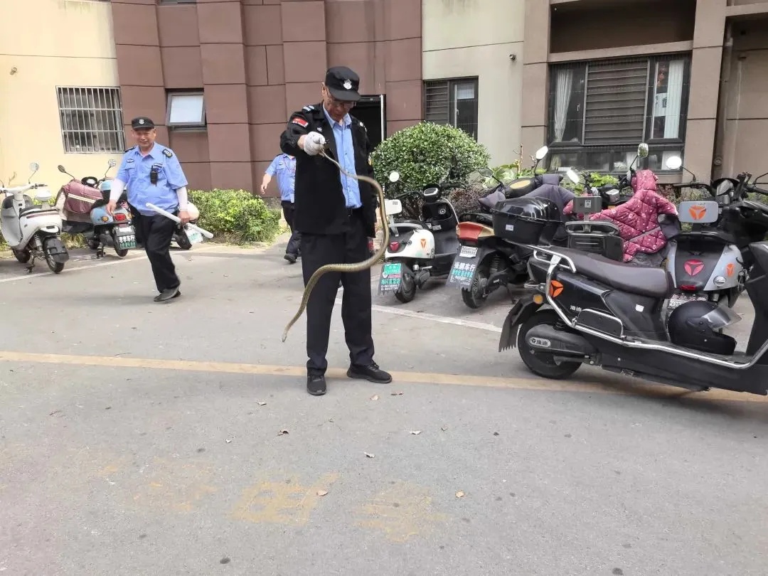 2米大蛇钻进电动车！近期频频出没，上海多个公园也曾出现，种类还不少……