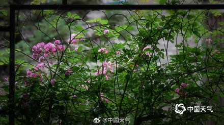 北京街头月季蔷薇映日开