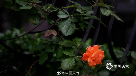 北京街头月季蔷薇映日开