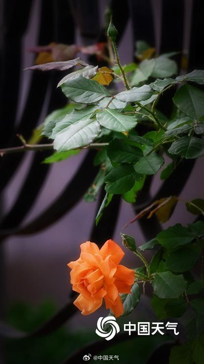 北京街头月季蔷薇映日开