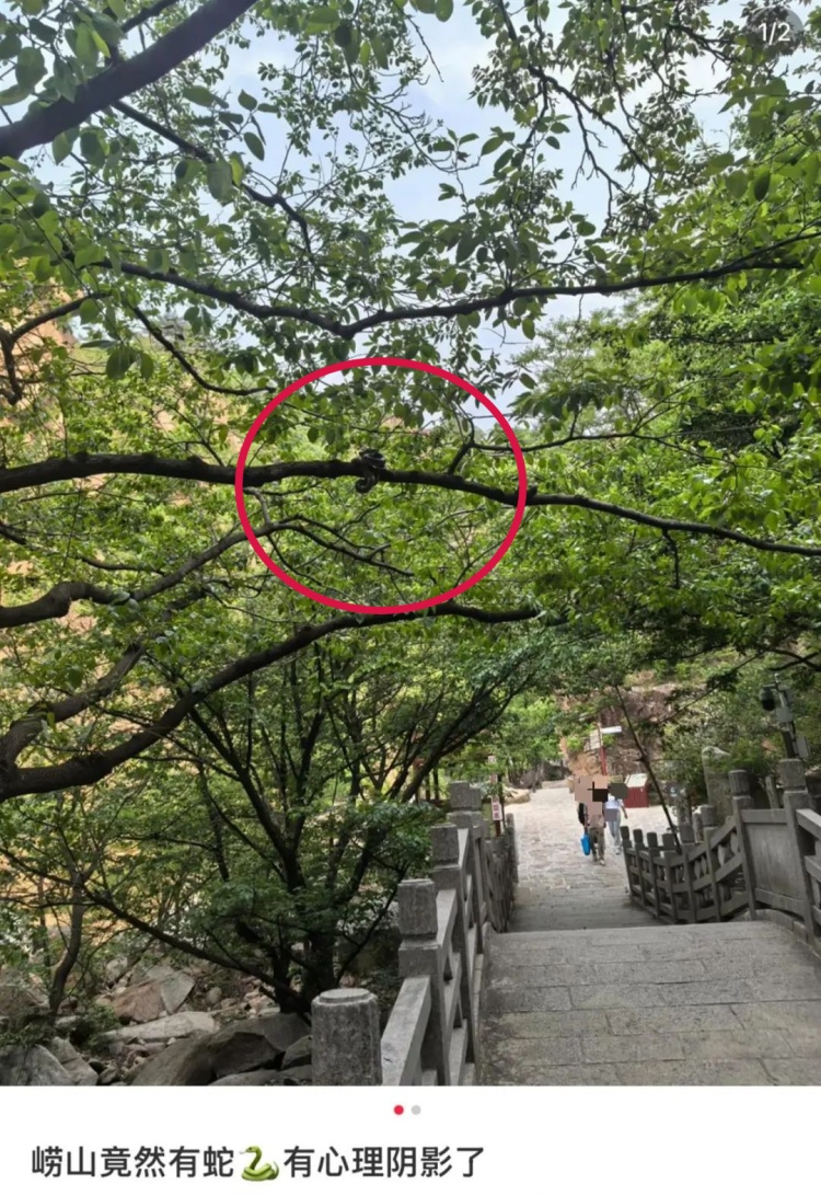 知名景点遇到蛇缠树?景区回应:远离,联系官方处理! 知名景点遇到蛇缠树?景区回应:远离,联系官方处理!