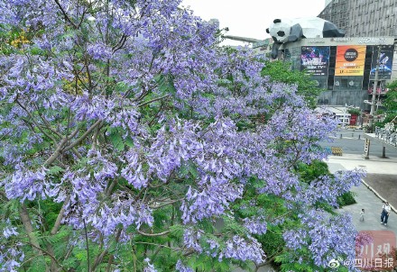 浪漫预警！谁懂成都浪漫紫的含金量