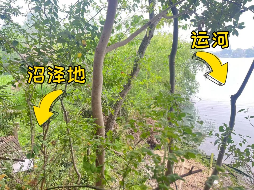 又有动物出逃？镇江一动物园5000元寻失踪小浣熊 扬州茱萸湾加码悬赏奖励！
