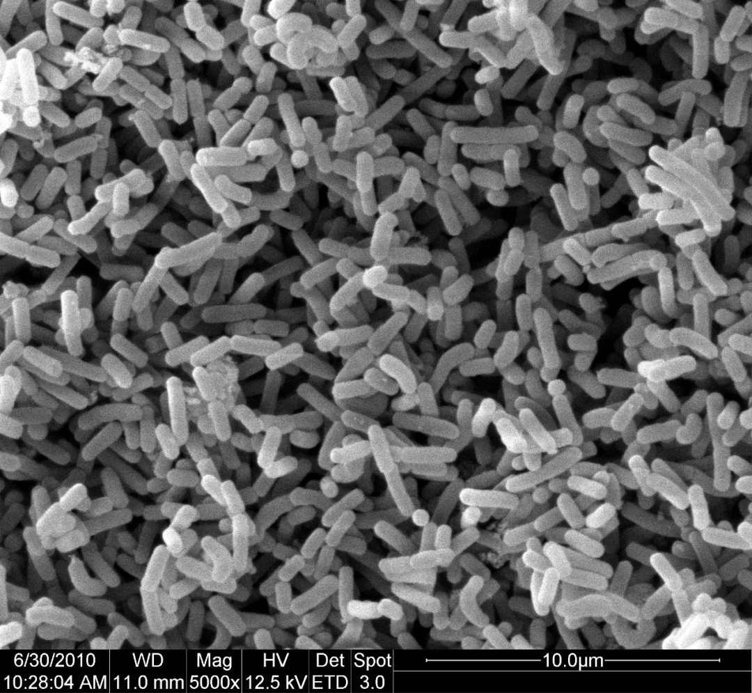 几微米的乳酸菌菌株，何以成为中国“反卡脖子”的底气？