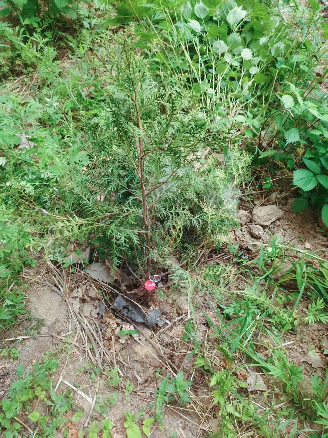 重庆→河南  植物界“大熊猫”来了！