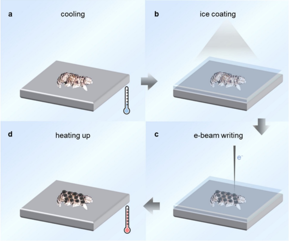 中国科学家给“地表最强”水熊“纹身”，还能操控它“跳舞”