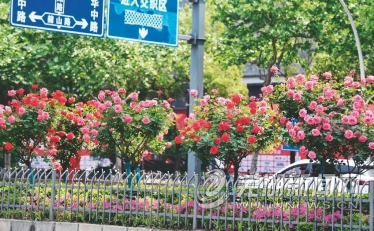 芜湖网红“棒棒糖”月季被偷?警方:抓! 芜湖网红“棒棒糖”月季被偷?警方:抓!