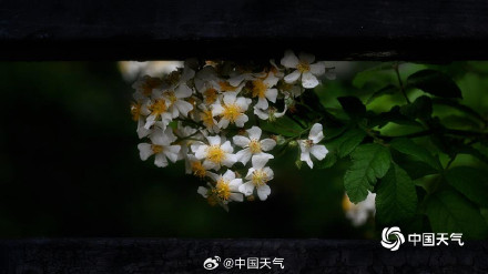 北京街头月季蔷薇映日开