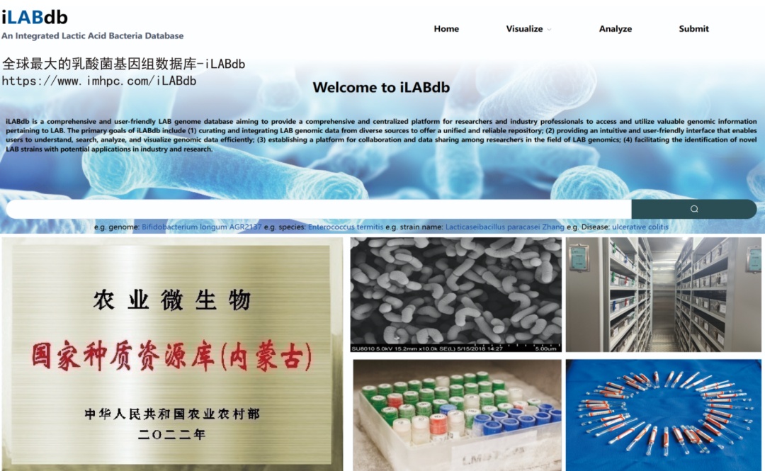 几微米的乳酸菌菌株，何以成为中国“反卡脖子”的底气？