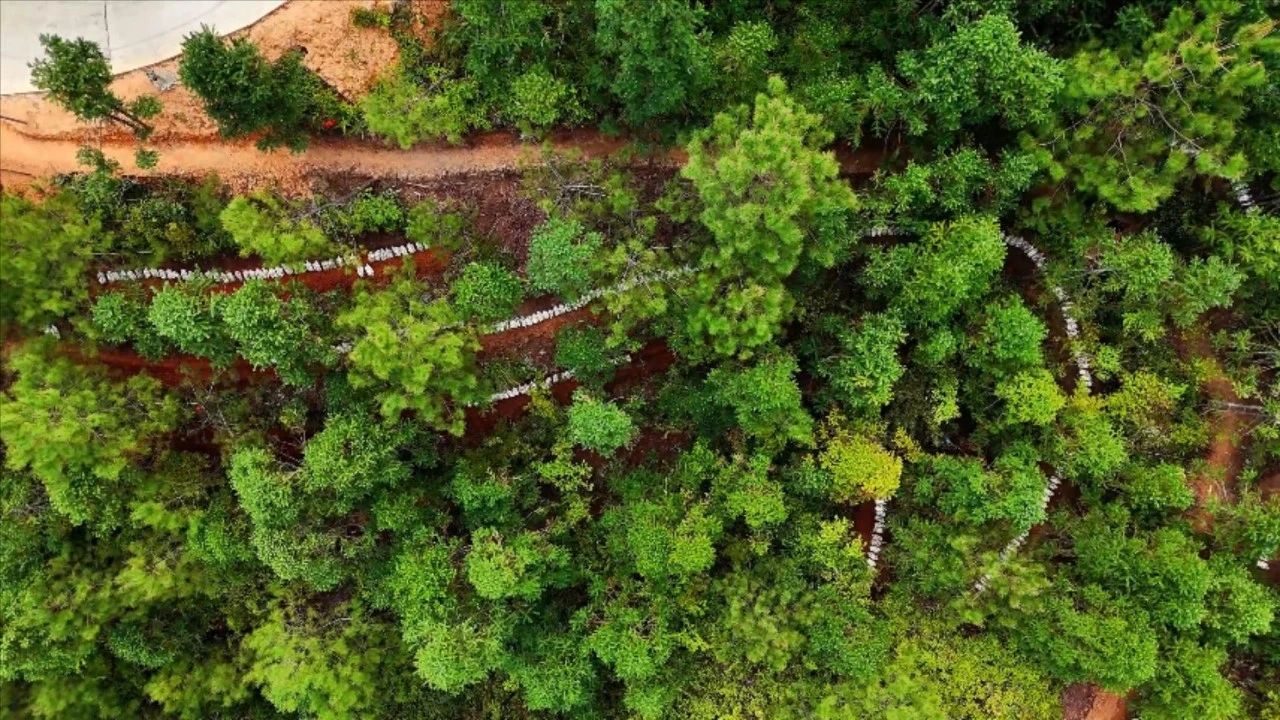 连城姑田:林下“灵芝伞” 撑起乡村振兴梦 连城姑田:林下“灵芝伞” 撑起乡村振兴梦