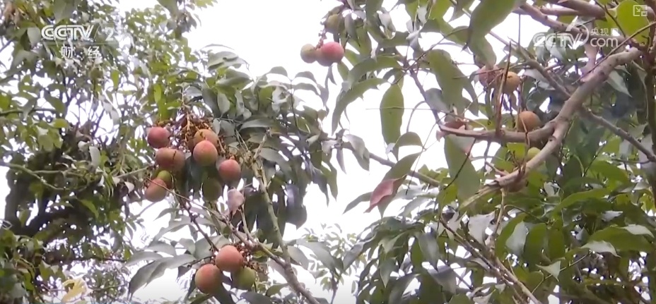 从“枝头鲜”到“全国甜” 特色产业联动文旅消费释放“甜蜜经济”新引擎 从“枝头鲜”到“全国甜” 特色产业联动文旅消费释放“甜蜜经济”新引擎