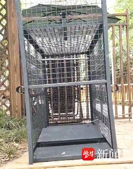 越狱豚踪迹及大致活动范围被锁定，动物园决定智取“豆包”请君入“笼”