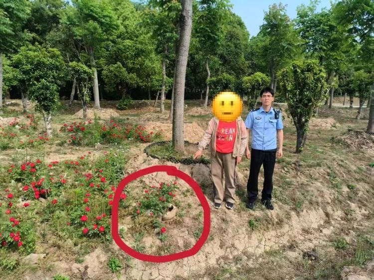 芜湖网红“棒棒糖”月季被偷?警方:抓! 芜湖网红“棒棒糖”月季被偷?警方:抓!